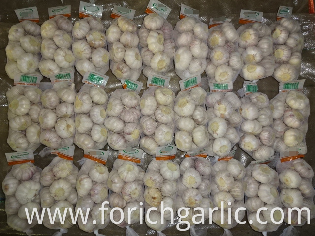 5 0cm Fresh Normal White Garlic
